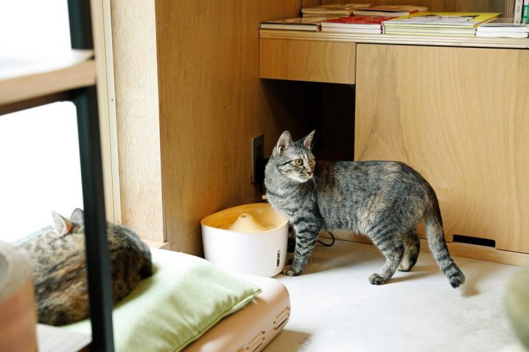 猫と本とビール