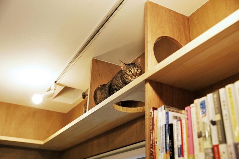猫と本とビール