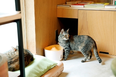 猫と本とビール