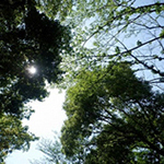 Rを描く木の壁で、多彩な居場所を切り分け