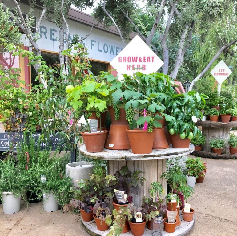 育てて食べよう!SOLSOに聞く植物とのおいしい暮らし