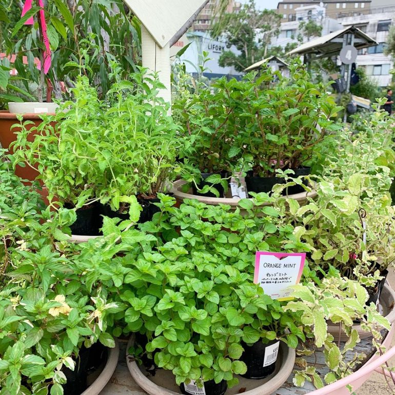 育てて食べよう!SOLSOに聞く植物とのおいしい暮らし